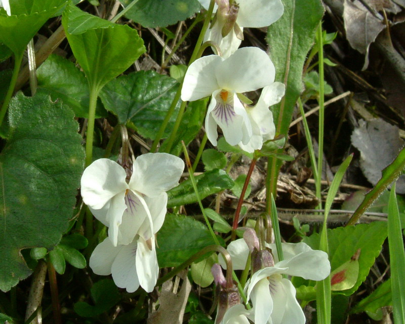 Viola alba / Viola bianca